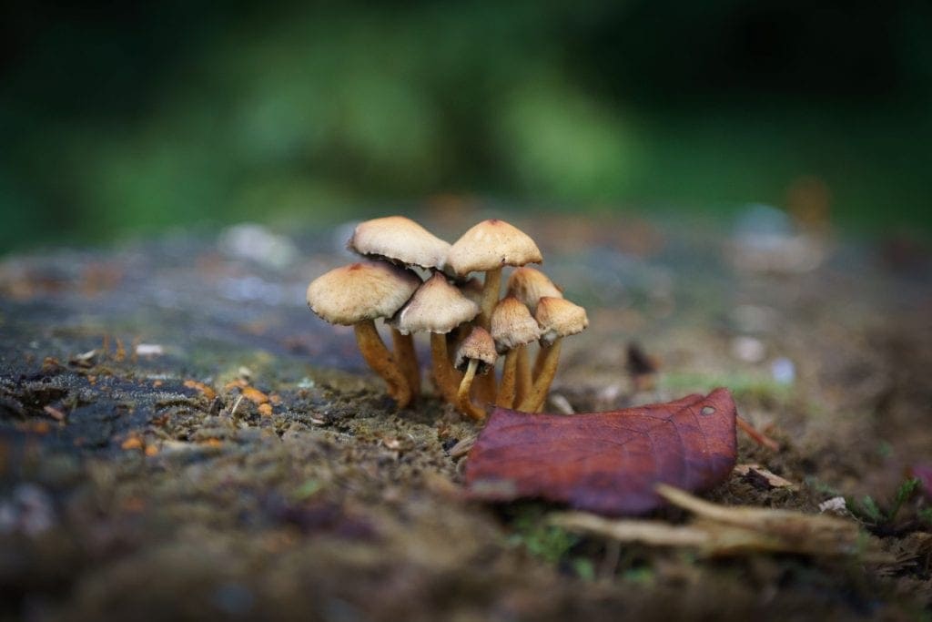 Foto met vignet van paddenstoelen op boomstam Jaap Burggraaf fotografie