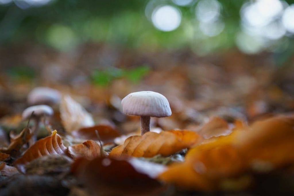 Herfstfoto met paddenstoel en bladeren met bokeh jaap Burggraaf fotografie